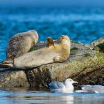 Seal Waving