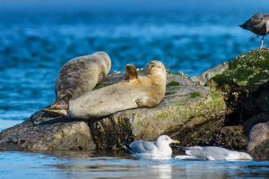 Seal Waving