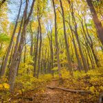 Shenandoah Trail