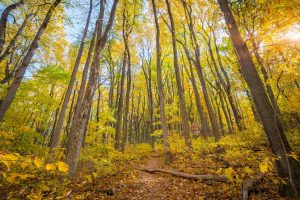 Shenandoah Trail