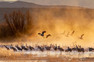 Bosque Cranes