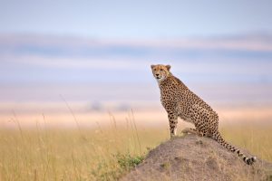 Cheetah Mound
