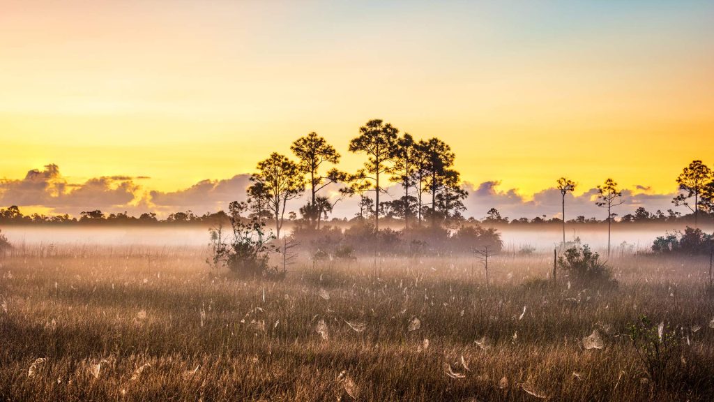 Everglades Sunrise