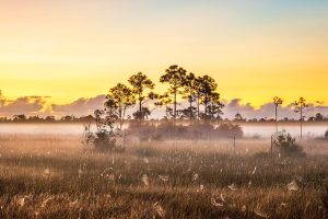Everglades Sunrise