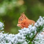 Frosty Squirrel
