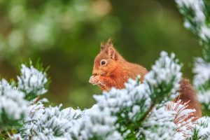Frosty Squirrel