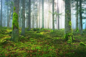 Misty Pine Forest