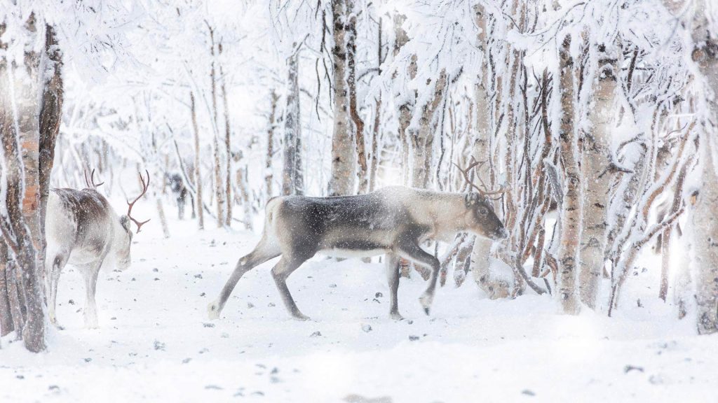Reindeer Finland