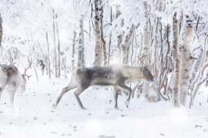 Reindeer Finland