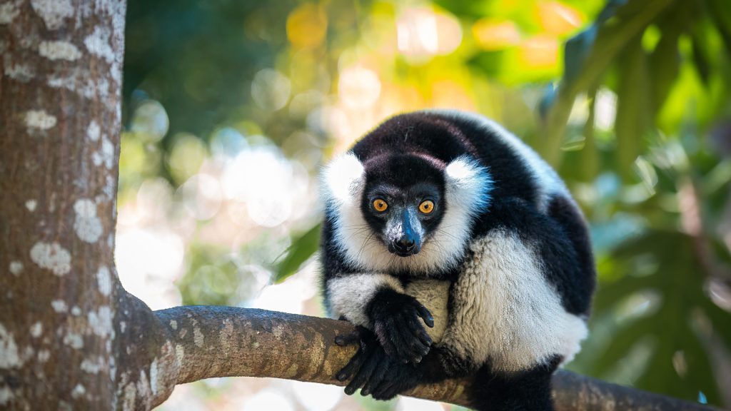 Ruffed Lemur