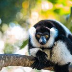 Ruffed Lemur