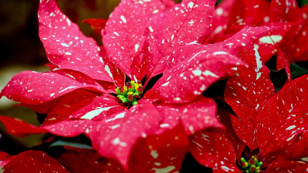 Speckled Poinsettia