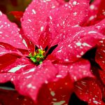 Speckled Poinsettia