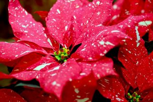 Speckled Poinsettia