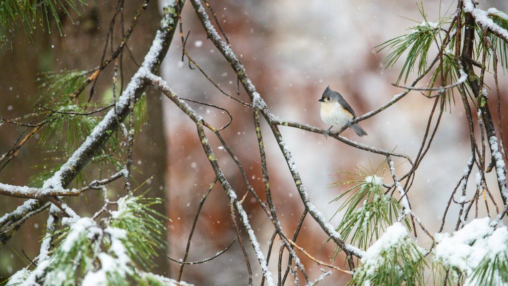 Tufted Titmouse
