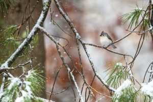 Tufted Titmouse