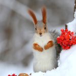 Berry Squirrel