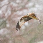 Big Garden Birdwatch2026