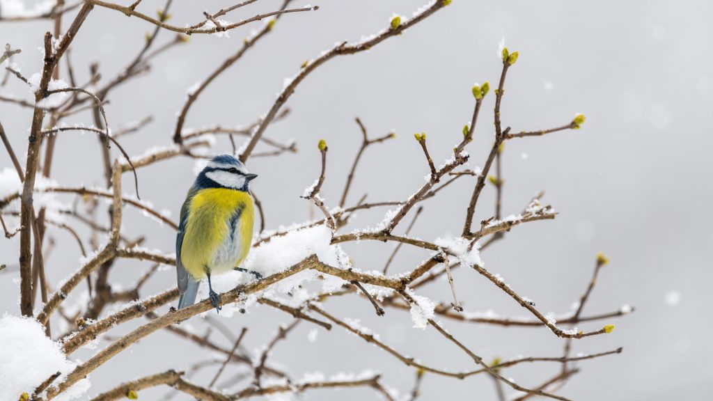 Bluetit Winter