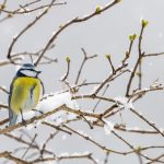 Bluetit Winter