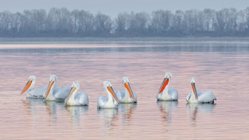 Dalmation Pelicans