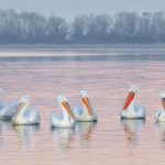 Dalmation Pelicans