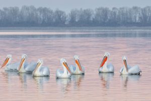 Dalmation Pelicans