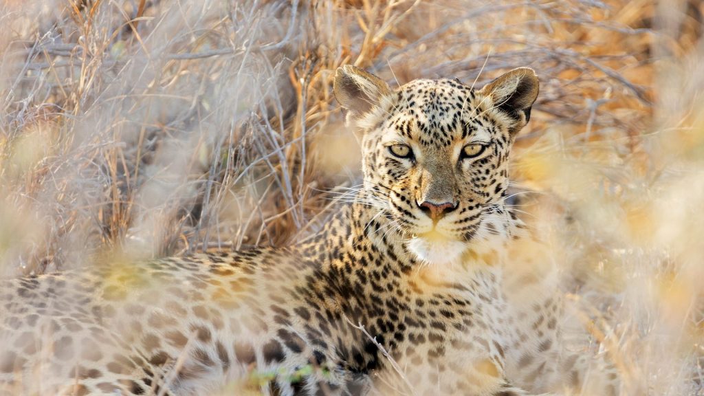 Etosha Leopard