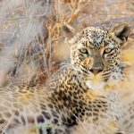 Etosha Leopard