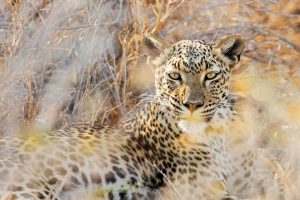 Etosha Leopard