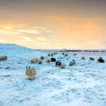 Iceland Sheep