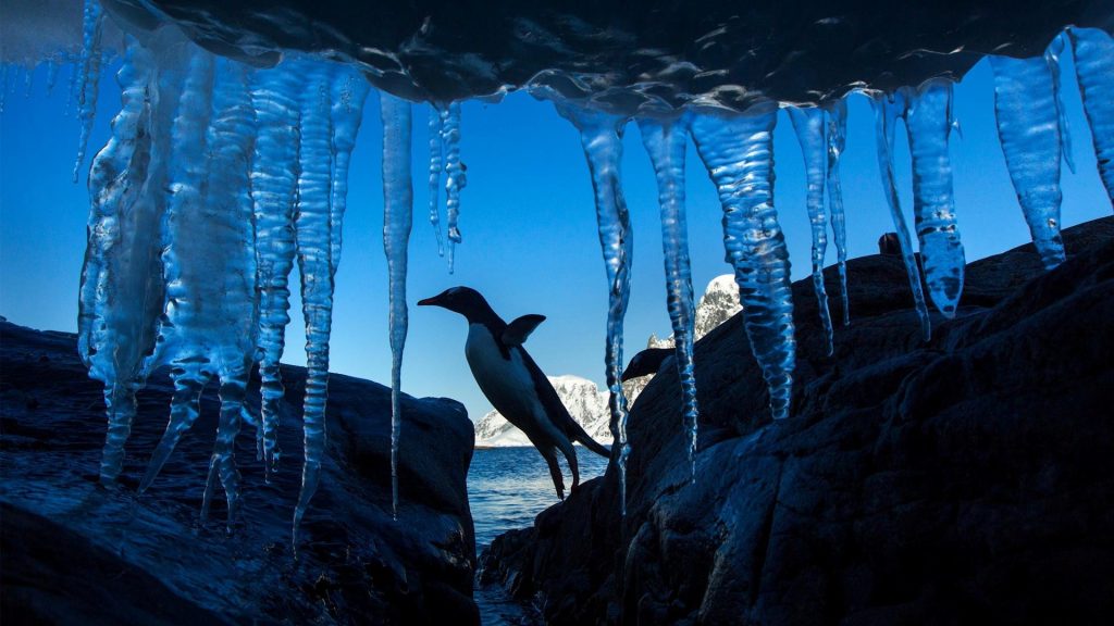 Icicle Penguin