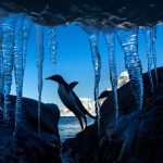 Icicle Penguin