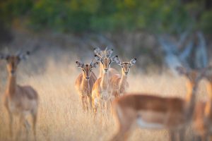 Impala Rooibok