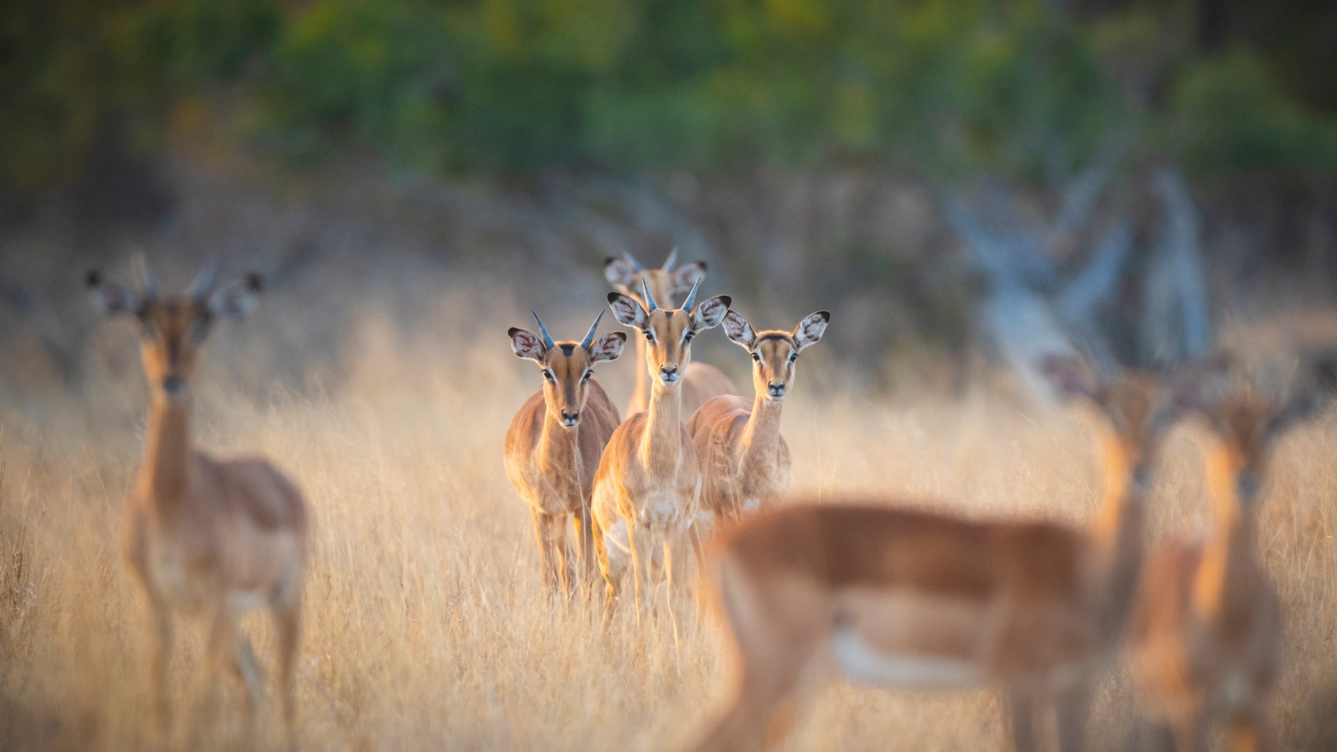 Impala Rooibok