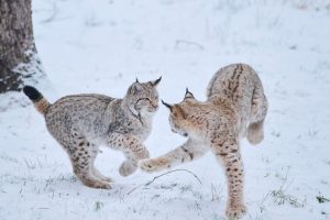 Lynx Bavaria Snow