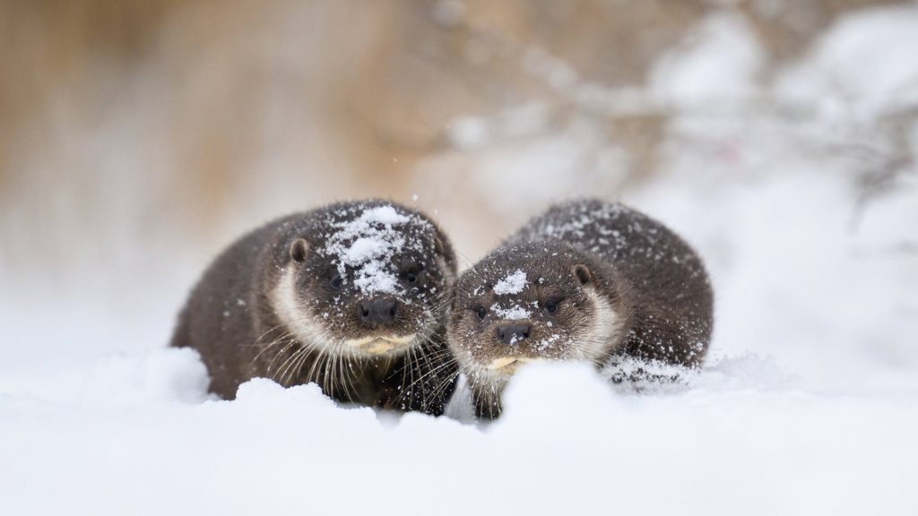 Snow Otters