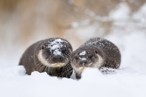 Snow Otters