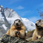Alpine Marmots