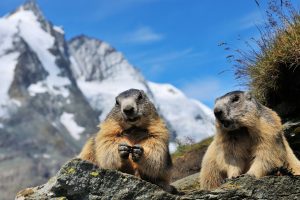 Alpine Marmots