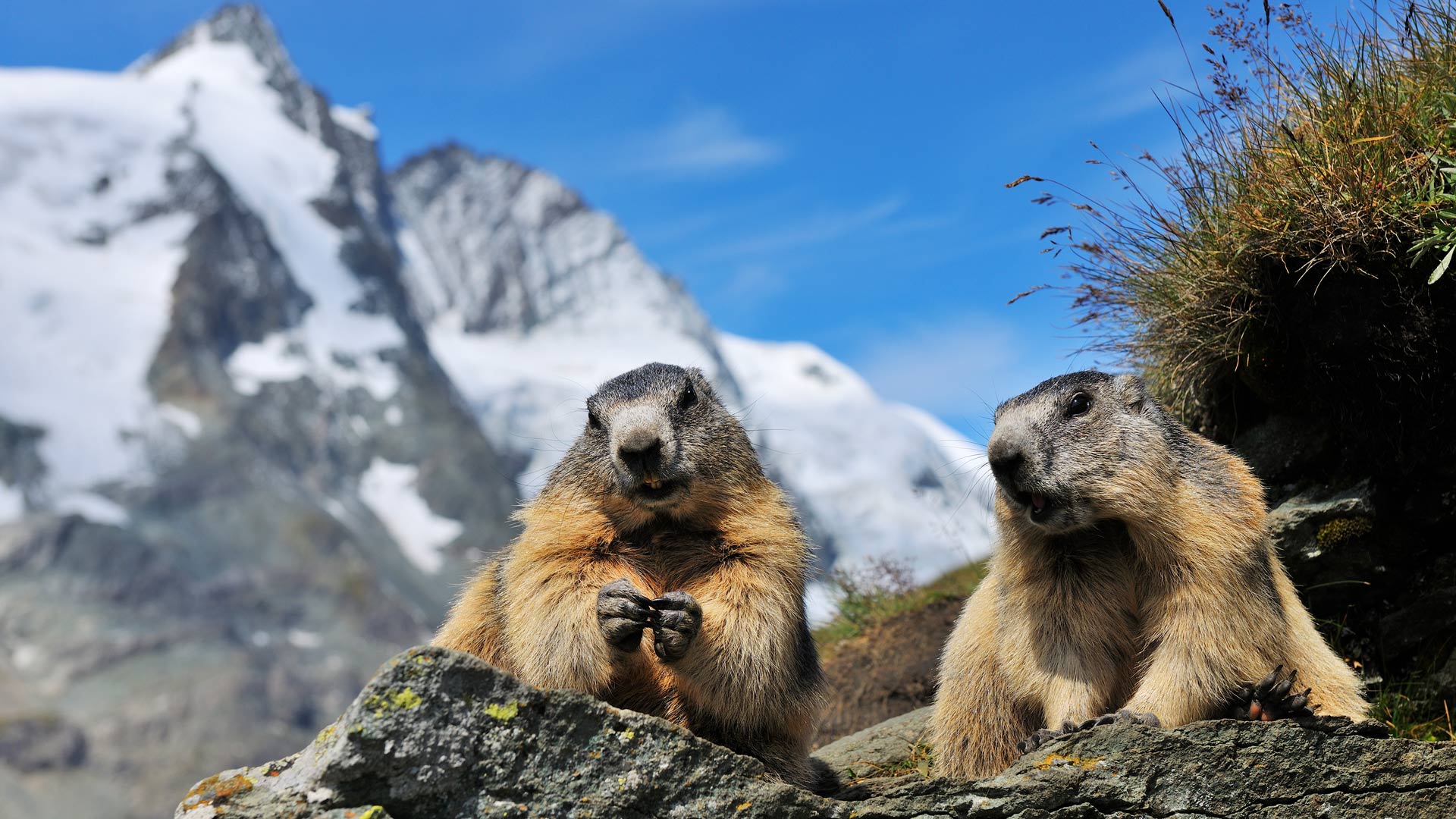 Alpine Marmots
