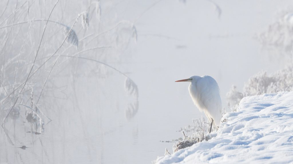 Bavaria Egret