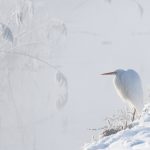 Bavaria Egret