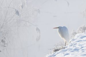 Bavaria Egret