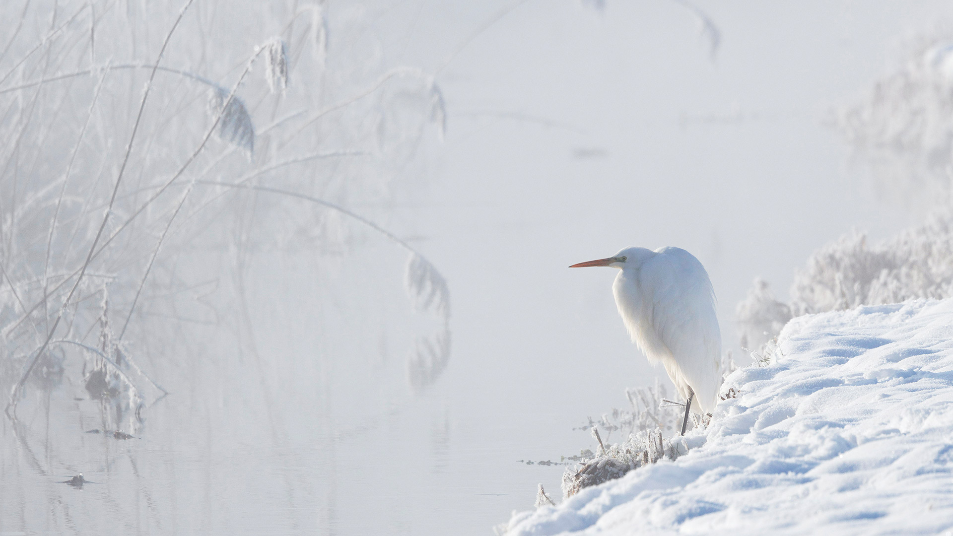 Bavaria Egret