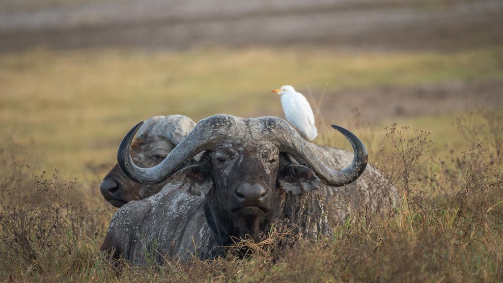 Cape Buffalo
