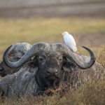 Cape Buffalo