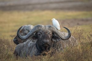 Cape Buffalo
