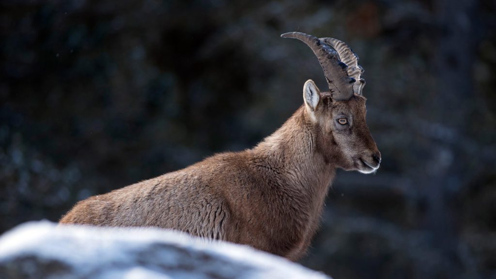 Capra Ibex