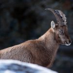 Capra Ibex